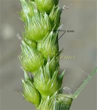 Cenchrus setigerus